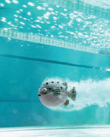 Kuschel Fisch, Pacey Pufferfish, Jellycat